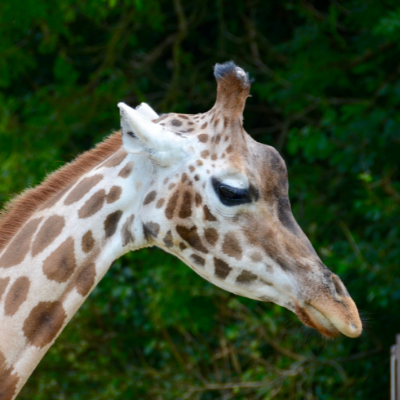 Longleat Safari & Adventure Park