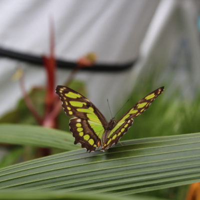 Studley Grange Butterfly World And Craft Village