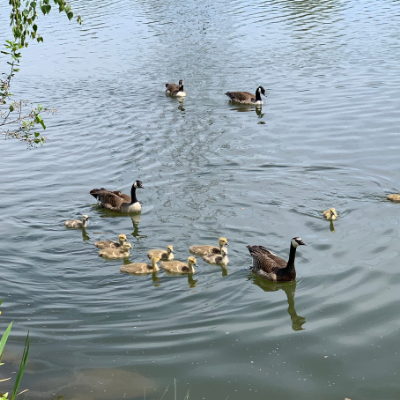 Coate Water Country Park