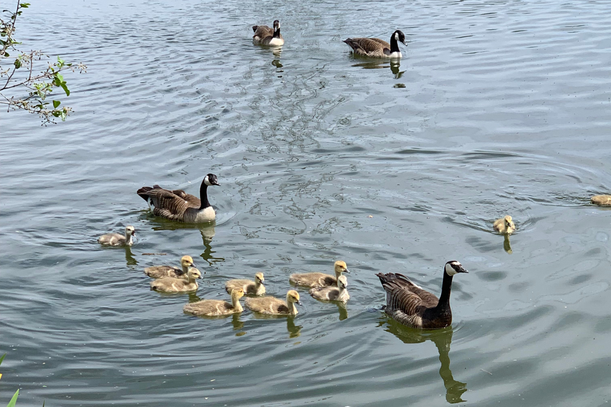 Coate Water Country Park.