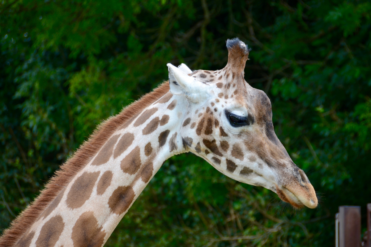 Longleat Safari & Adventure Park.