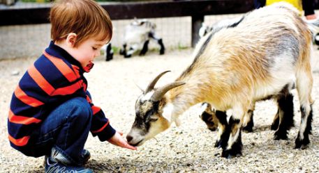 Roves Farm