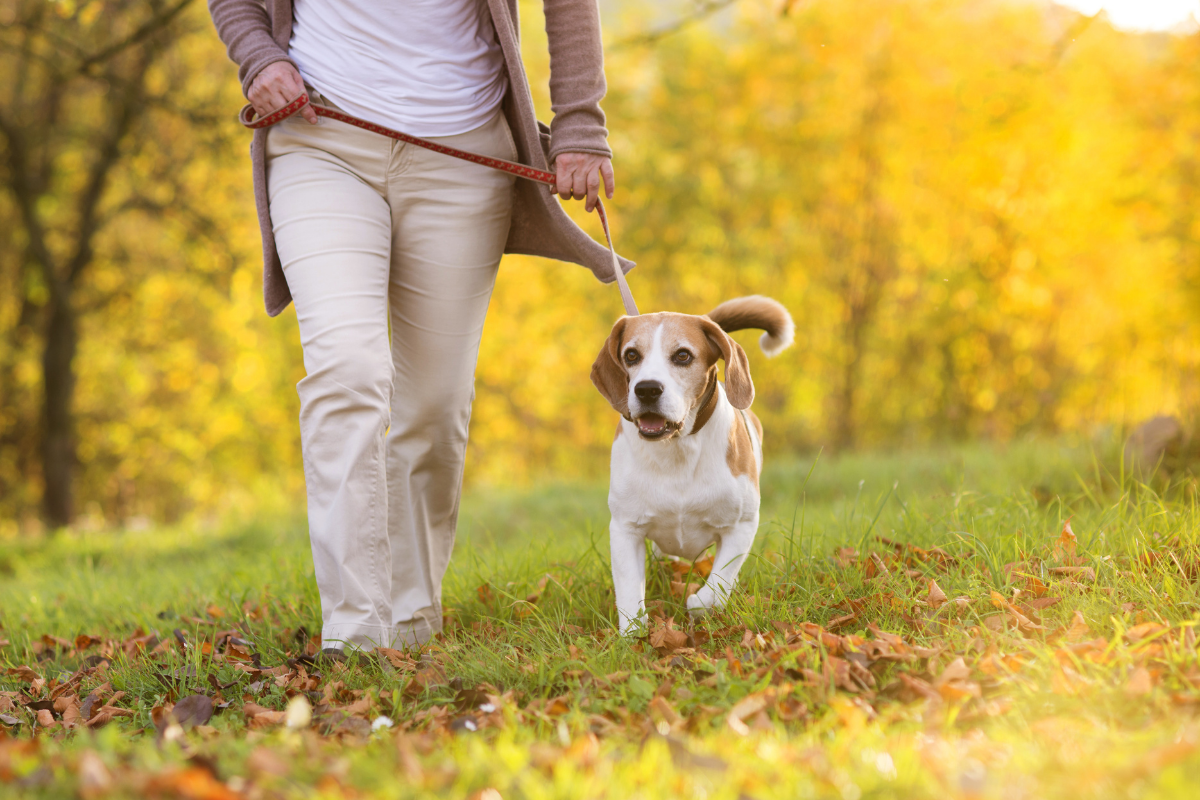 Dog friendly walking routes Swindon