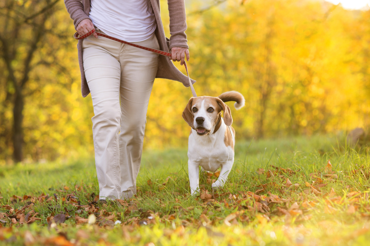 Dog friendly walking routes Swindon.